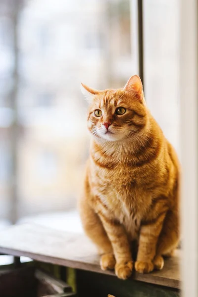 cat: Reference photo