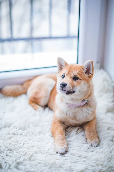 dog: Reference photo