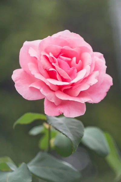 flower: Reference photo